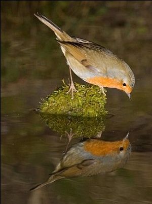 英摄影师自家花园建池塘 拍出绝美"小鸟照镜图"