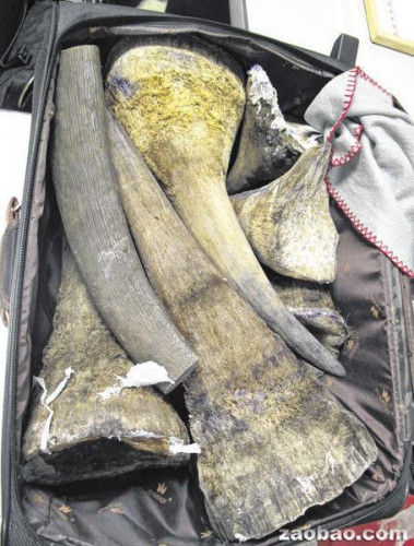 《联合早报》17日报道,一名越南籍男子在非洲黑市买了八只黑犀牛角