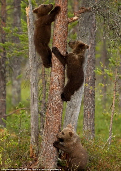 三只小熊学爬树憨态可掬遇险凭新本领逃生图