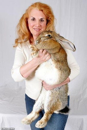 澳大利亚最大的兔子图片
