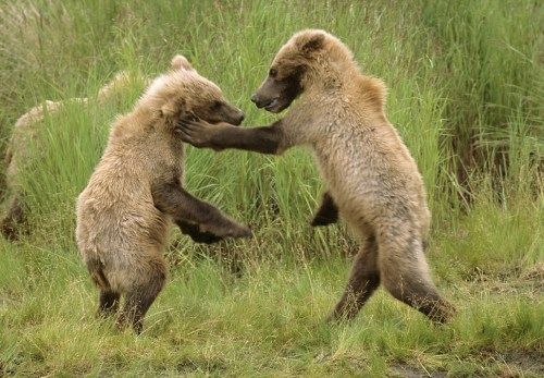 顽皮小熊练武功决斗身手灵活组图