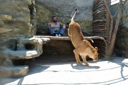 男子模仿"少年派"将与狮子同居一年(图)