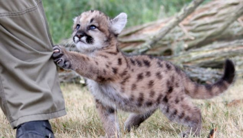 美洲狮崽卖萌扯管理员裤腿不让离开图