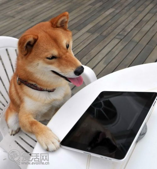 狗面前放手机的图片图片