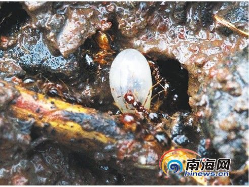 海南部分地区现红火蚁 被咬后皮肤肿胀化脓