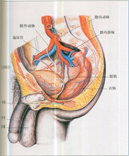 男性盆腔位置图解图片