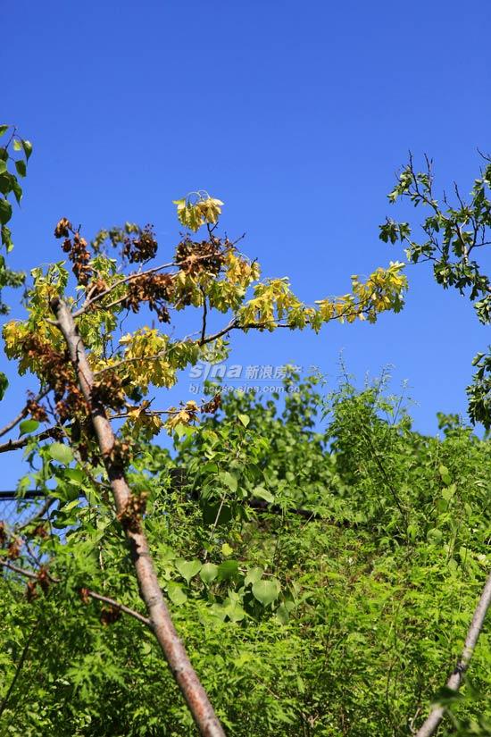 天恒别墅山 实景图 绿化环境