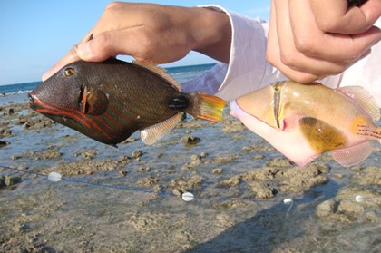 楊志海 & 張慧 《我是一隻魚》