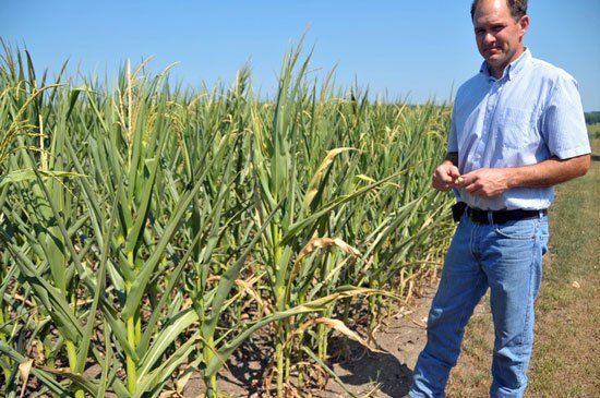 六旬老汉偷玉米卖百元因屡犯被判刑