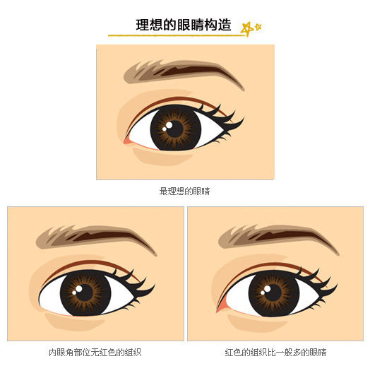 最理想的眼睛构造