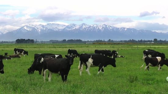 同时新西兰奶牛在饲养过程中不会添加任何人工饲料,吃的只是没有被