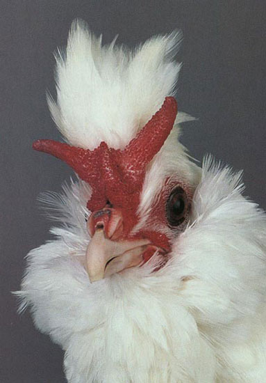 造型师为鸡设计超雷人发型图