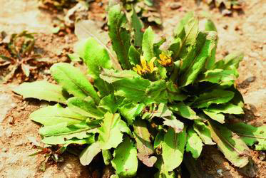 野菜在野,野菜在心(组图)(4)
