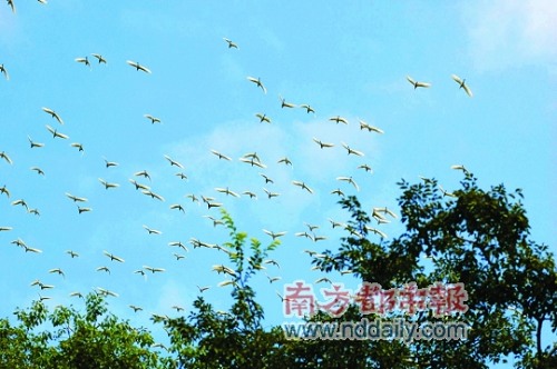 每年春秋两季,成群结队的白鹭便在鱼水情缘湾景区的江面上随意飞翔,与江面风景相映成趣 每年春秋两季,成群结队的白鹭便在鱼水情缘湾景区的江面上随意飞翔,与江面风景相映成趣