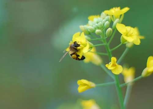 油菜花中采蜜的小蜜蜂