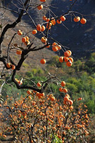 小红灯笼高高挂到京郊磨盘柿故乡一次摘个够2