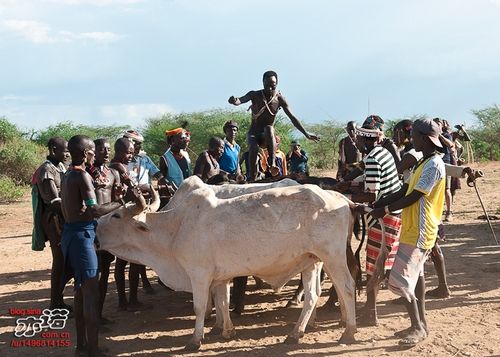 非洲跳牛仪式身子图片
