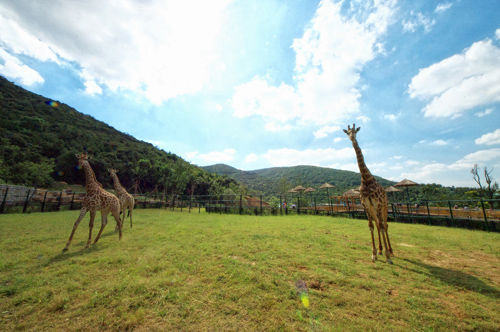 無錫動物園旅遊攻略 夏季不寂寞