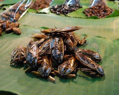 现存最大十类昆虫 水中霸王田鳖