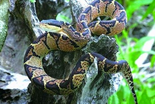 矛头蝮蛇 南美洲和中美洲最危险的毒蛇