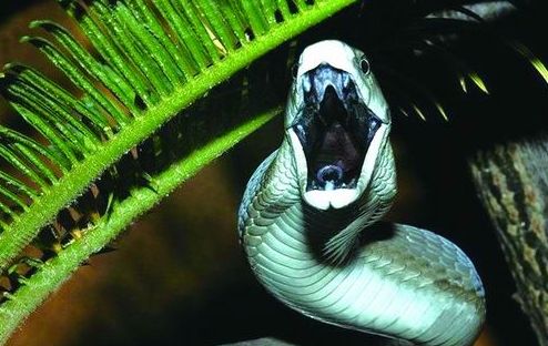 卢氏蝮蛇印度一种剧毒蛇
