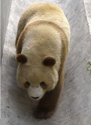 陕西惊现 棕色大熊猫