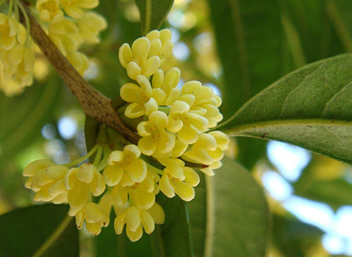 杭州市市花桂花的前世今生2