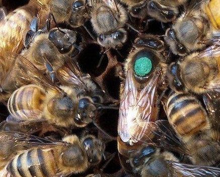 蜜蜂與峰後交配後以死告終(圖)