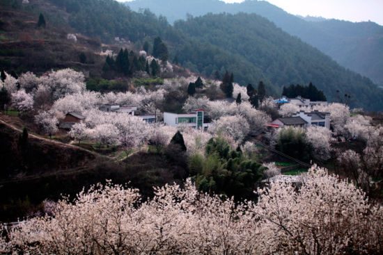 打造陶淵明詩裡的桃花源 醉美鄖縣櫻桃溝