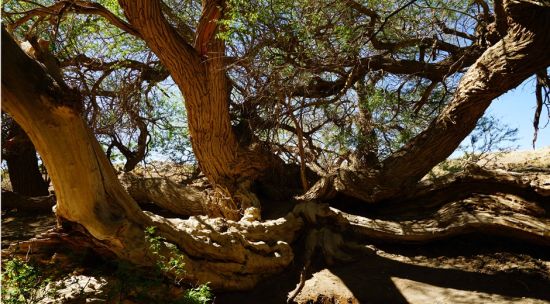 探访新疆天山脚下独一无二的九龙树(组图)