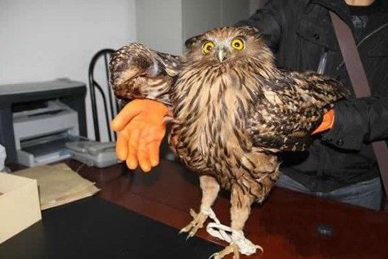 神农架现世界最大猫头鹰体长约70厘米图
