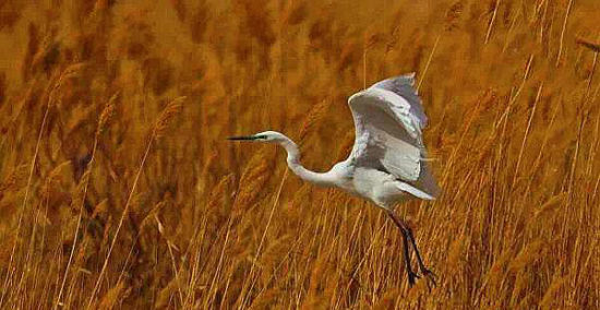 十月中国最美景点 新疆博斯腾湖