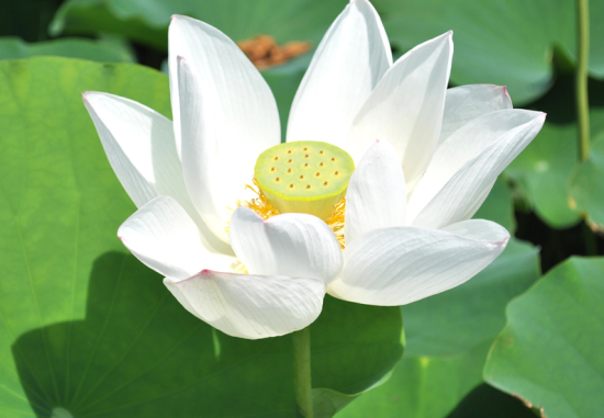 中国十大吉祥花木之兰花(组图)