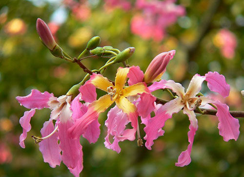 最浪漫粉红色来袭广东 寻找赏丝木棉最美的6个地方(2)