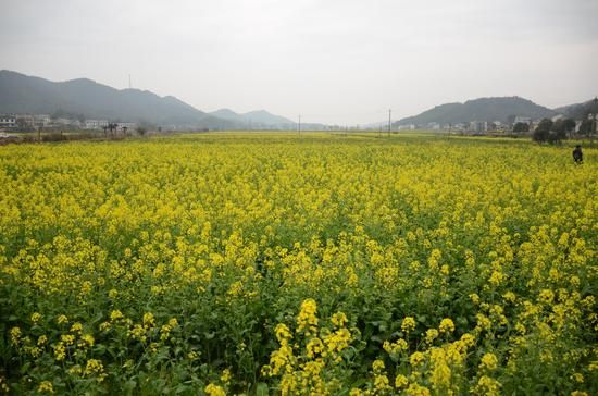 2015韶山如意鎮首屆油菜花節盛大開幕(圖)