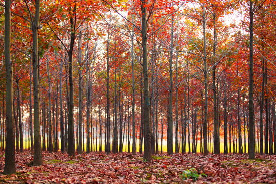 "中山红"橡树林