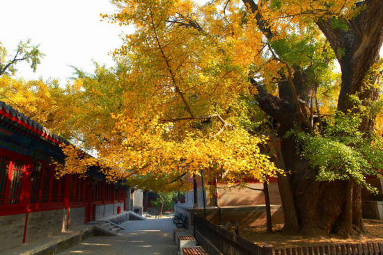 江西大觉寺图片