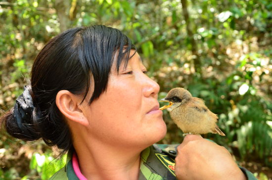 "最美鸟妈" 用嘴叼虫给落难孤儿幼鸟喂食