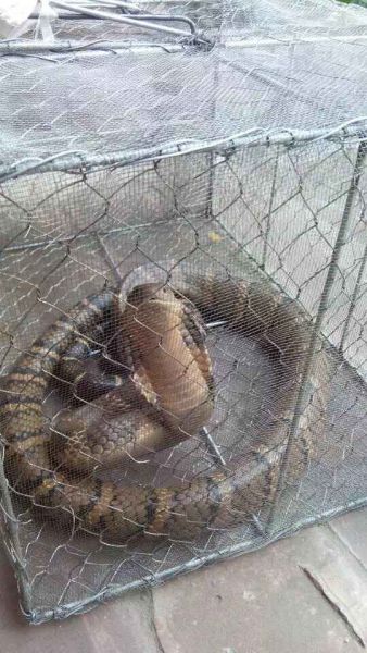 世界第一大毒蛇眼镜王蛇险成盘中餐