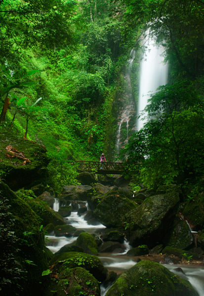 热带雨林的风景描写图片