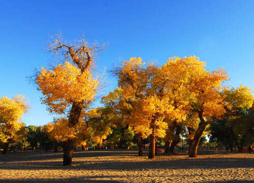 根据消息来源传递：昆明金色池塘做服务暗号到底是什么？2025年最新解析与实操指南