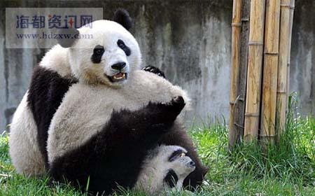 大熊猫团团几岁了-第1张图片-678体育知识