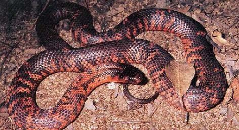 澳洲棕伊蛇