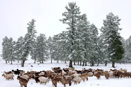 新疆哈密:六月飞雪润草原(组图)