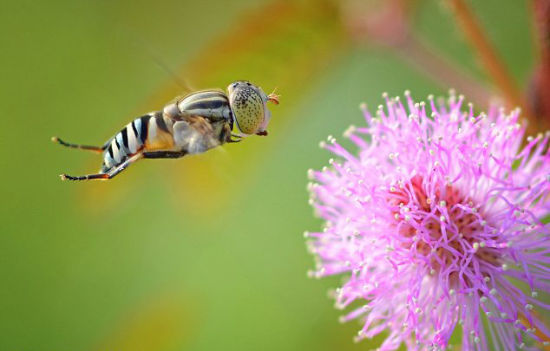 家里透明，绿色会飞的东西是什么？动物