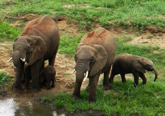 在南非蓬戈拉野生動物保護區,雙胞胎小象面對鏡頭有些害羞,躲在了象