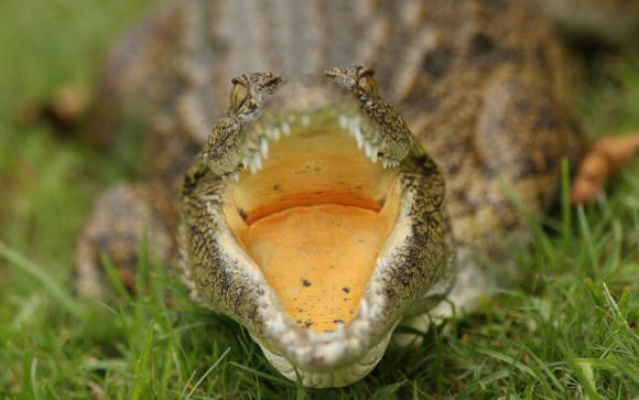 图文-登喜路锦标赛动物篇 鳄鱼张开血盆大嘴