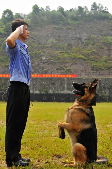 图文广州警犬备战亚运安保工作敬礼训练