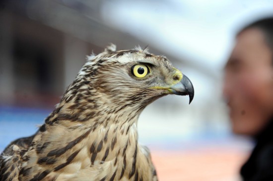 图文吉尔吉斯斯坦狩猎大赛一只猎鸟在寻找猎物