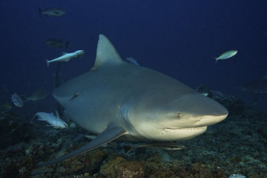 美国10岁男孩冲浪时遭鲨鱼袭击机智脱险